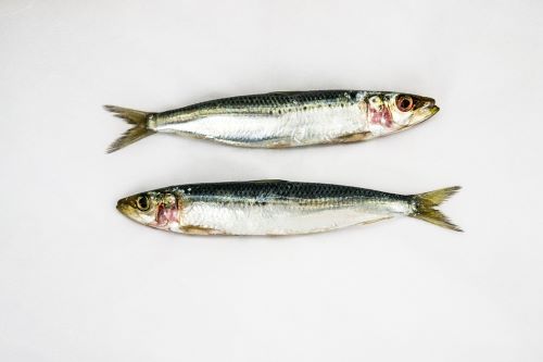 Sardines