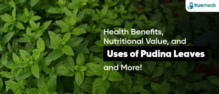 Pudina Leaves Health Benefits, Nutritional Value, Uses and Much More!