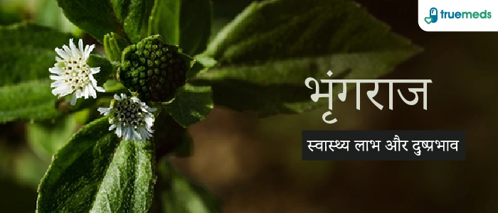 भृंगराज के फायदे, नुकसान और उपयोग : Bhringraj Benefits, Side Effects And Uses in Hindi